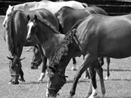 Horses in germany photo