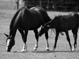 Horses on meadow in germany photo