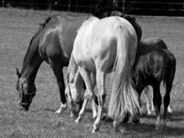 Horses on meadow in germany photo