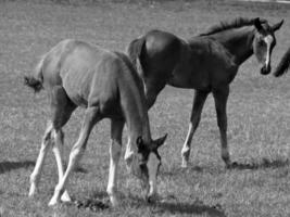 Horses on meadow in germany photo