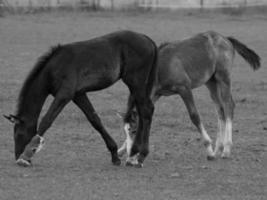 horses and foals in germany photo