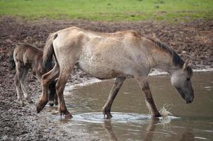 foals and horses in germany photo