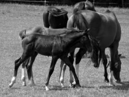 Horses on meadow in germany photo