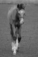 Horses on meadow in germany photo