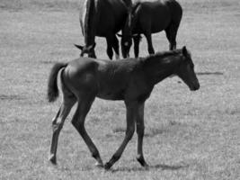 caballos en prado en Alemania foto