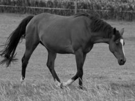 horses and foals in germany photo