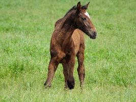 horses  at spring time in germany photo