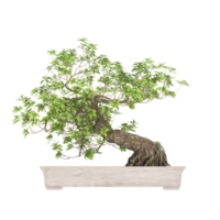 3d illustration plante verte en pot png