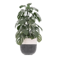 3D illustration green plant in pot png