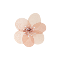 Aquarell Vintage rosa Blume png