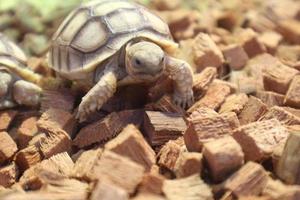 Sulcata Baby tortoises, have grooves, or deep lines on their shells. photo