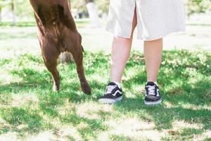 pies humanos y de perros en la hierba de verano. foto de patas de perros y piernas de mujeres en zapatillas una al lado de la otra. el concepto de amistad entre persona y mascota.