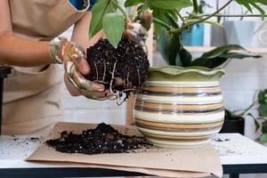 An earthen lump of a potted plant with healthy roots. Transplanting and caring for a home plant, rhizome, root rot photo