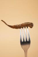 sprat in oil on a fork closeup,small fish delicacie photo