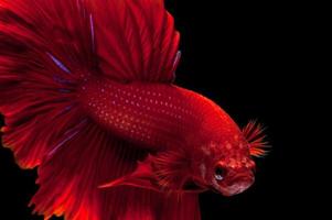 captura el momento conmovedor de los peces luchadores siameses rojos aislados en el fondo negro. pez dumbo betta foto