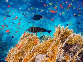 beautiful sealife while diving in the red sea on vacation photo