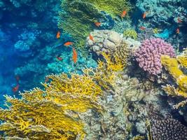 amazing colorful coral reef with red fishes photo
