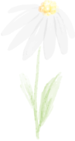 marguerite blanche aquarelle png