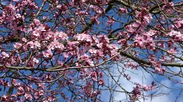 Selective focus on beautiful cherry and plum trees in blossom during springtime moving in the wind against a blue sky video