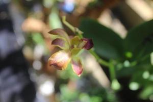 Selective focus of beautiful yellow Dendrobium discolor orchid flowers in garden on blurred background. photo