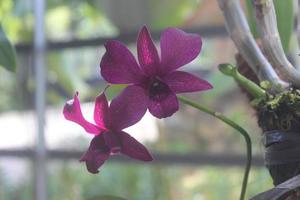 Selective focus of beautiful dendrobium orchid or Dendrobium sp. flower in garden. Orchidaceae family photo