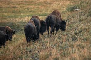 una manada de bisontes se mueve rápidamente a lo largo del río firehole en el parque nacional de yellowstone, cerca de la cuenca del géiser midway. bisonte americano o búfalo en el parque nacional de yellowstone usa wayoming foto