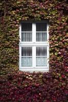 Autumn ivy leaves photo