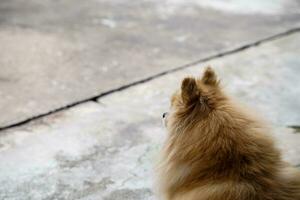 el pomeranian marrón se sienta y espera al dueño en el piso frente a la casa. foto