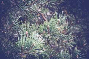 Pine Trees Macro Filtered photo