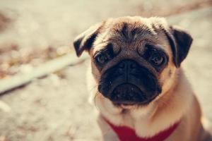 Portrait of cute pug puppy, outdoors. photo