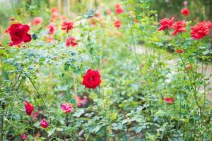 hermosa flor de rosas rojas en el jardín foto