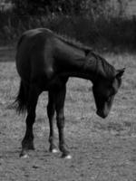 Horses in germany photo