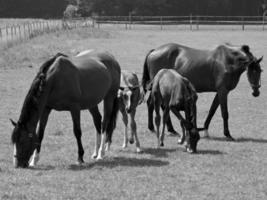 caballos en Alemania foto