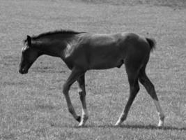 Horses in germany photo