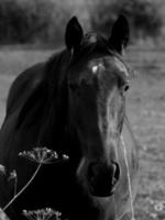 Horses in germany photo