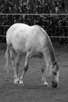 Horses on meadow in germany photo