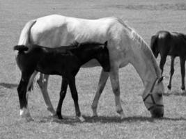 Horses in germany photo