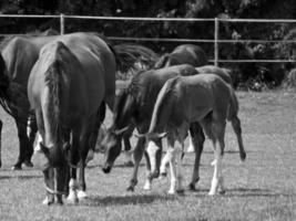 Horses on meadow in germany photo