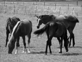 caballos en prado en Alemania foto