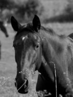 Horses in germany photo