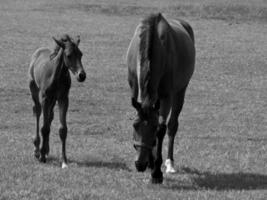 Horses in germany photo