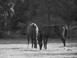 Horses in germany photo