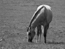 Horses on meadow in germany photo