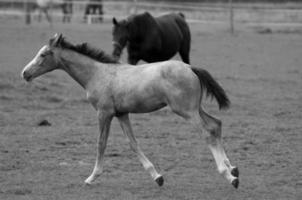 caballos en prado en Alemania foto