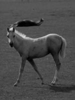 caballos en Alemania foto