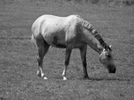 Horses on meadow in germany photo