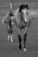 Horses on meadow in germany photo