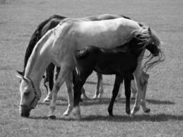 caballos en Alemania foto