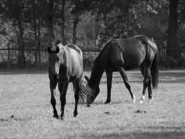 Horses in germany photo