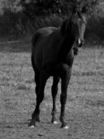 Horses in germany photo